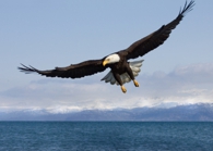 Soaring with eagles - Jim Clemmer